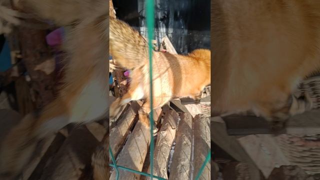 Подаркам рады все☺ смотреть онлайн