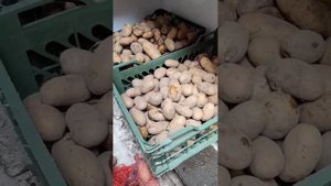 обзор картофеля Королева Анна