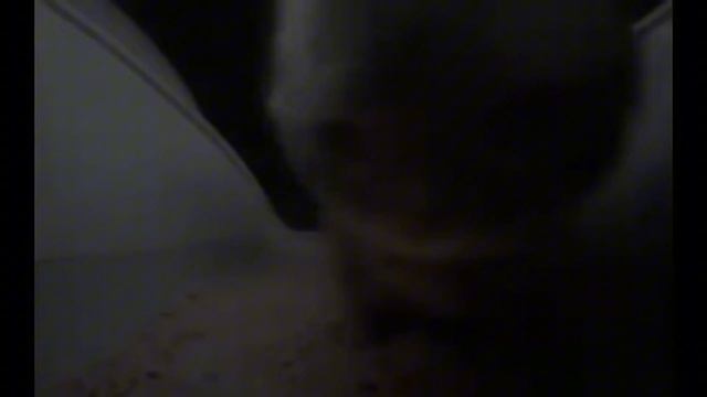 chipi chipi chapa chapa (slowed + reverb) 1 hour