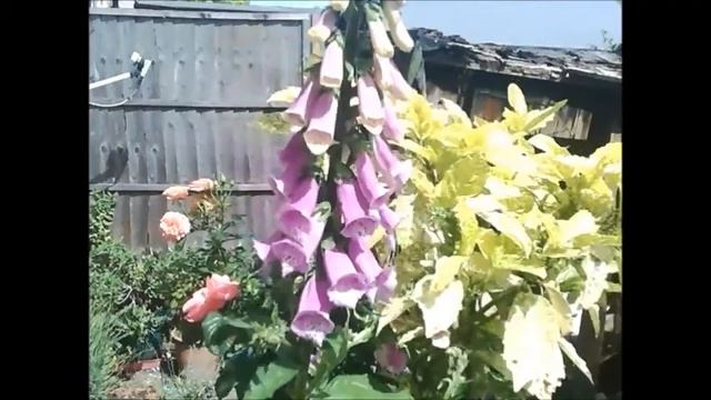 Busy Bee in foxglove. смотреть онлайн