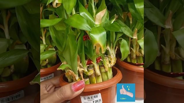 dmart latest offers/☘️🌿 lucky plant/dmart offers today/dmart/dmart offers