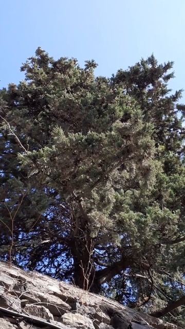 Amazing pine trees #subscribe #beautiful #amazing #nature #relaxing #love #pleasesubscribe смотреть онлайн