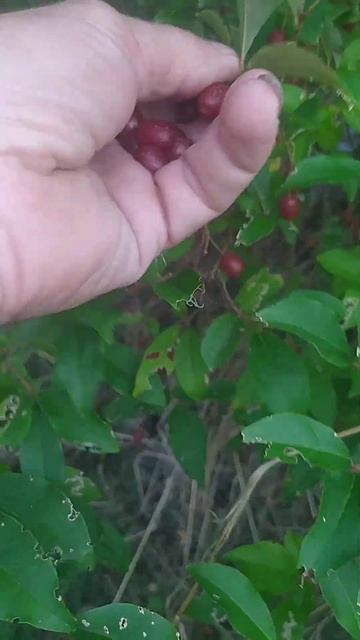 Гуми!!! Супер ягода для больных диабетом... смотреть онлайн