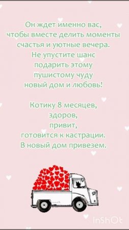 Пушистый котик Черныш ищет своего хозяина! ❤