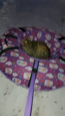 Кот  на ватрушке