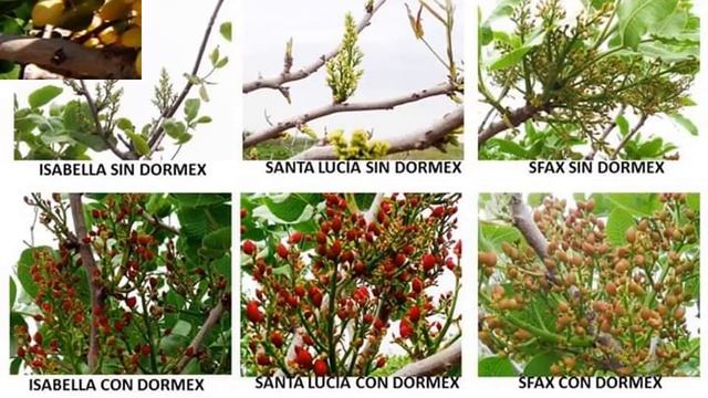 2.Хандон писта навлари смотреть онлайн