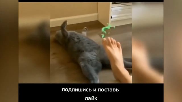 приколы тик ток 2021 | 5 минут смеха | приколы | подборка №10