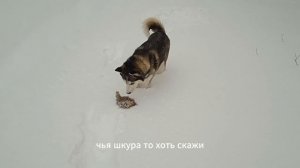 Сразу за огородом лоси погрызли молодую осину