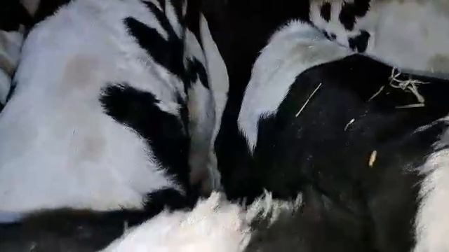 тёлочки