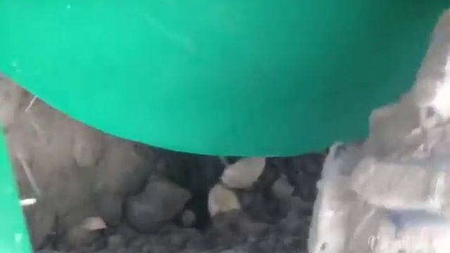 Сажалка картофеля !!!