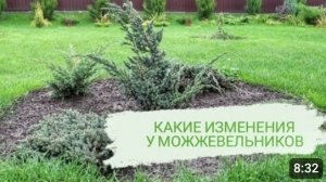 МОЖЖЕВЕЛЬНИКИ НАЧИНАЮТ ГОТОВИТЬСЯ К ЗИМЕ. КАКИЕ ИЗМЕНЕНИЯ УЖЕ ВИДНЫ. 22.10.2023г.