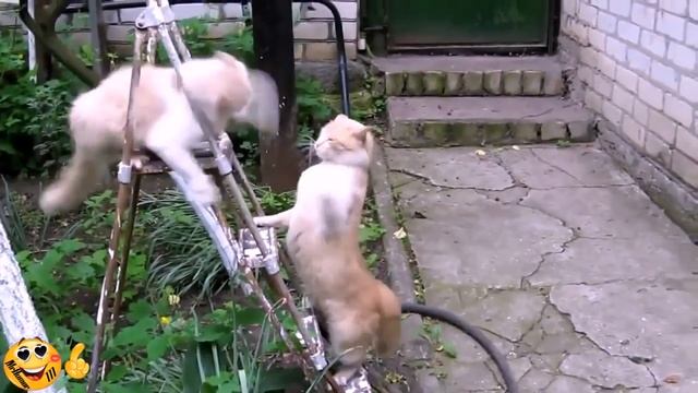 Смейся до слез! ЕТО ВИДЕО СУПЕР  РЖАТЬ ВСЕМ