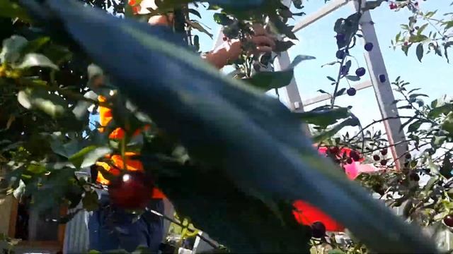 Сбор урожая 2019г. Как я собирал вишню. смотреть онлайн