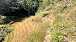 Тур по Китаю. Гуанчжоу-Яншо-террасы Лунцзи-Фэнхуан-Чжандзадзе-Гуанчжоу.