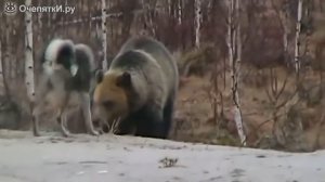 Пёс против медведя