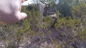 Nathan's Garden Tours: World Class Phoenix Desert Botanical Garden