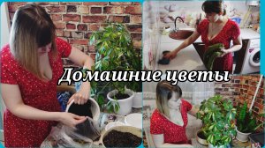 ПЕРЕСАДКА ДОМАШНИХ ЦВЕТОВ 🌺 ВЛОГ 🌺 ДОМАШНИЕ ЗАБОТЫ