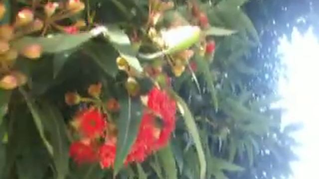 Neville on the Level and red flowering eucalyptus! смотреть онлайн