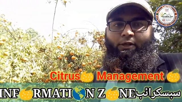 Citrus Orchard Massive Fruit.کینو سے لداباغ