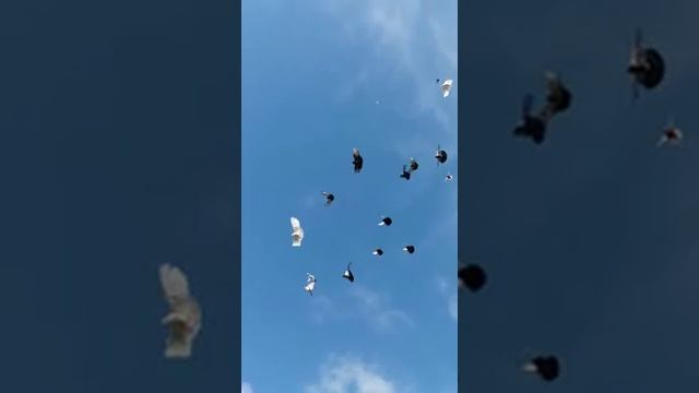 Голуби Лео Шпрунг Германия смотреть онлайн