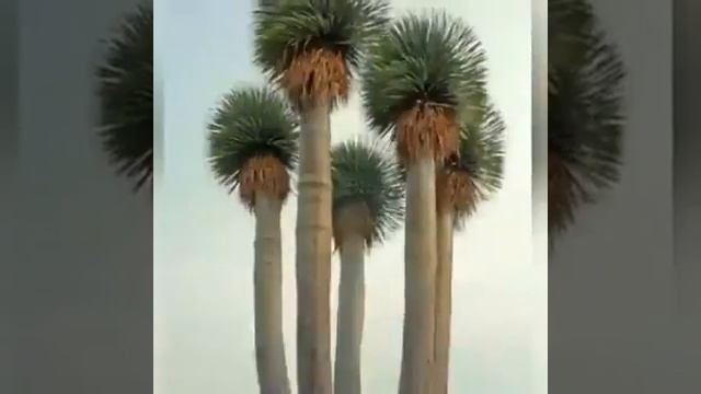Самые красивые деревья планеты