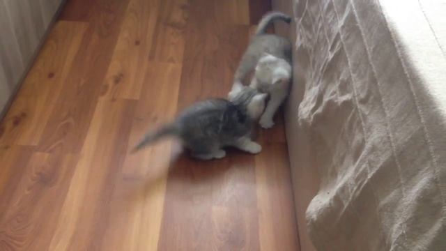 Котята шиншиллы смотреть онлайн