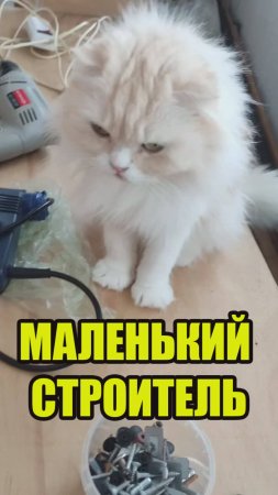 кошка хочет построить себе новый дом