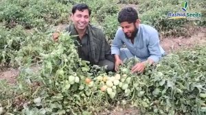 Tomato Sultan F1 in Mardan By Rashid Seeds.