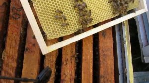 25.05.2024, малоформатный улей на пасеке - отстроили девять рамок, дал еще вощину