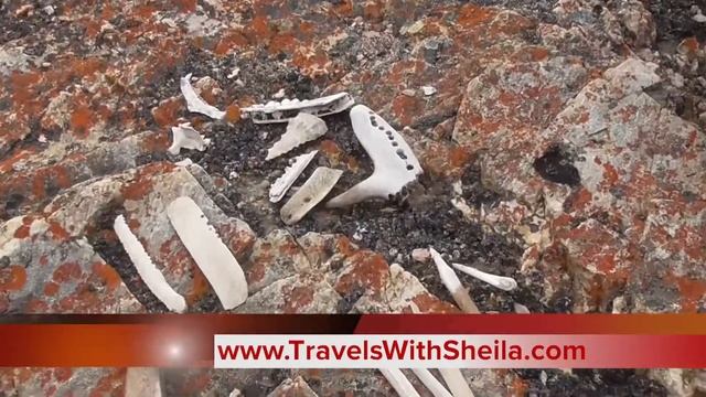 Ocean Nova East Greenland Cruise Day 1: Musk Ox in Eskimobugt Bay смотреть онлайн