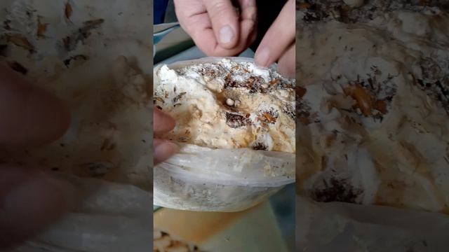КОРОЛЕВСКАЯ ВЕШЕНКА,КАК СРЫВАТЬ УРОЖАЙ
