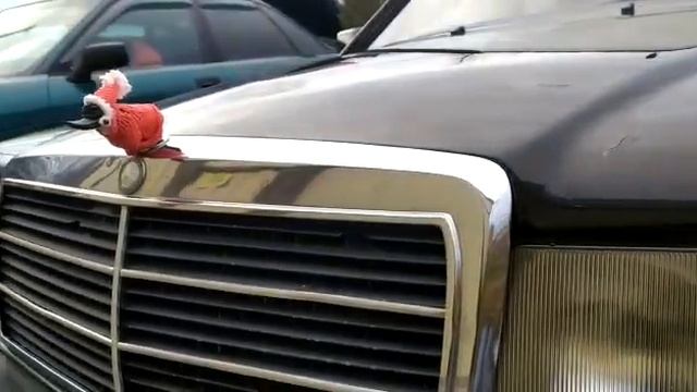 Злая утка на капот. Ледниковый период. смотреть онлайн