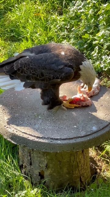 🦅🦅Very Hungry Eagle🦅🦅♥️💙♥️💙
