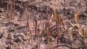 Рожь взошла