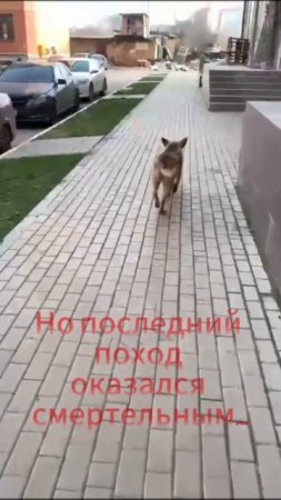 Беспредел в Дагестане.  Остановите бойню!