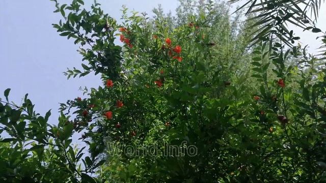 pomegranate fruit life cycle |life cycle of a pomegranate plant tree | full of flowers pomegranate смотреть онлайн