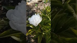 пион купленный на Валберисе оказался пересорт!
