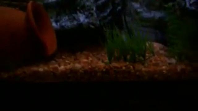 new catfish eating pellets смотреть онлайн