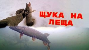 УХ ТЫ! Рыбалка на живца! Ловля Щуки на жерлицы! Подледная съемка