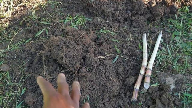 How to plant sugarcane | From start to finish using ridge and furrows