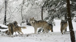Волки похищают собак в Гомеле. Водителя спасли из снежного шторма в Казахстане. Погода в СНГ