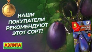 Баклажан СИРЕНЕВЫЙ ТУМАН - урожайный сорт, который выбирают наши покупатели!