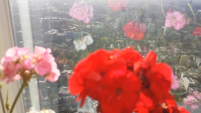 Geraniums in London Shard смотреть онлайн