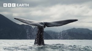 BBC Earth: Топ-5 Сцен с Китами