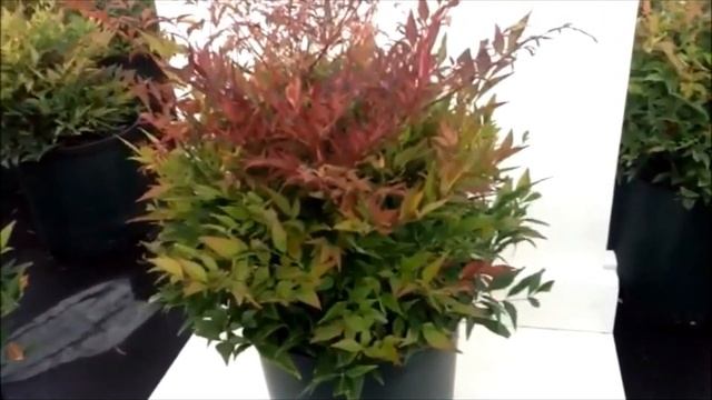 Nandina 'Tuscan Flame' PP# 21 940 - смотреть видео онлайн от «Необычное ...