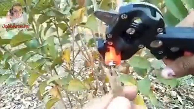 Professzionális oltó olló, oltóolló смотреть онлайн