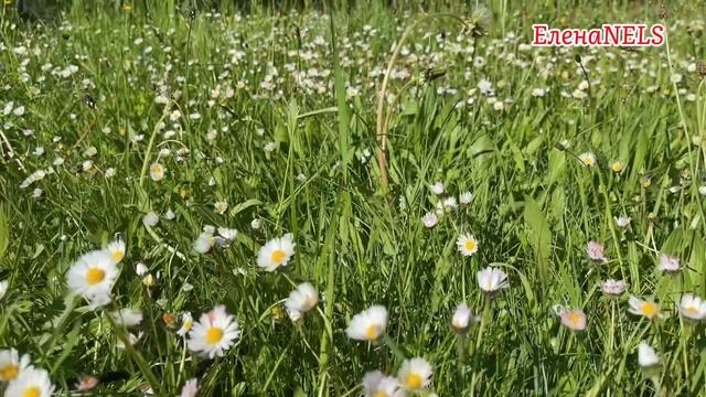 Природа .Латгалия. Город Прейли. Латвия. Прогулка по парку города#прогулкапопарку #природа