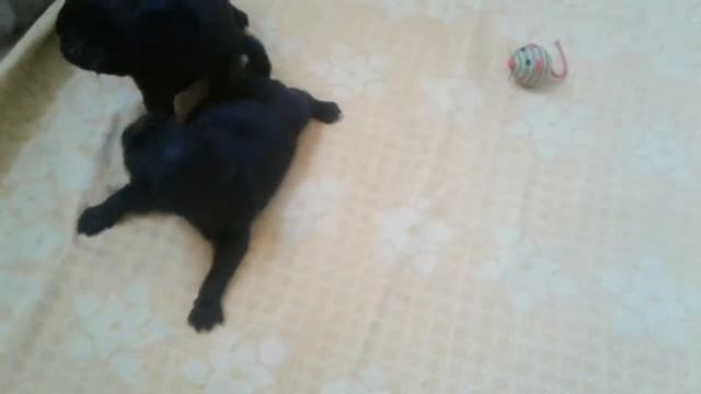 Помет"Б"питомник"Алонсо Делис" смотреть онлайн