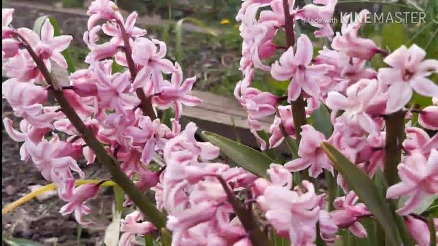 Hyacinths - The Meaning of Plants смотреть онлайн