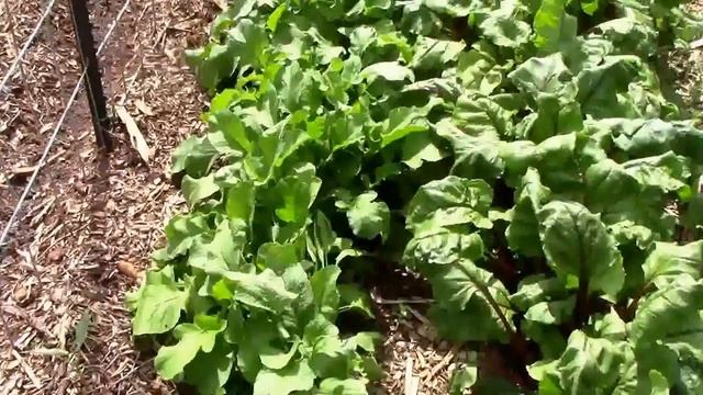Harvesting Champion Radishes Grown in Wood Chips. And a Taste Test. смотреть онлайн